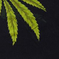 DR. DRE CHRONIC PUSHEAD